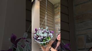 Creating a tradescantia hanging basket tradescantia hangingbasket plantstyling [upl. by Smoot]