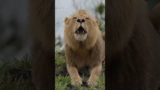 The Real Lion King Of Africa Please Watch Till Last And Subscribe To My Channel 🙏foryou lion [upl. by Yditsahc158]