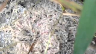 Maggots eating dead fish Fraser river gross disgusting raw real [upl. by Amias810]