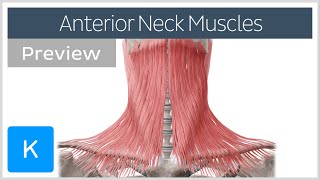 Anterior neck muscles preview  Human Anatomy  Kenhub [upl. by Walther]