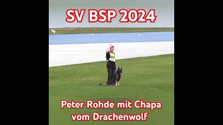 SV BSP Sieger 2024 Peter Rohde mit Chapa vom Drachenwolf  Schutzdienst [upl. by Ellie]