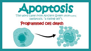 Apoptosis  Apoptosis in Pathological and Physiological context  Molecular pathway of apoptosis [upl. by Alyaj]