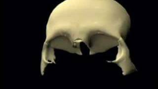 Skull Animation  Frontal Bone Articulations [upl. by Ynnelg]