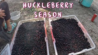 Picking Huckleberries in Washington [upl. by Salb489]