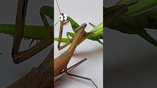 Mantis vs Mantis Epic Battle mantis [upl. by Mcgrody]