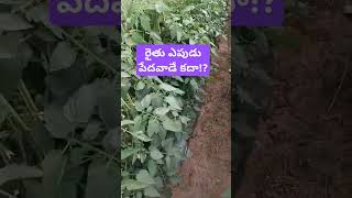 Subscriberythu epudu pedavadekastambeautiful tomato thotama polambeautiful farmingnatural [upl. by Alyaj]