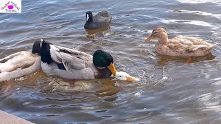 Duck mating [upl. by Mathe]