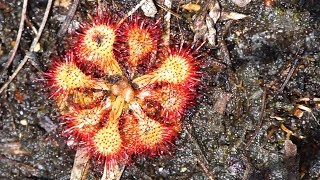 The Croatan Explorer Carnivorous Plants of The Croatan Forest [upl. by Gitt]