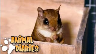 What is it like own Flying Squirrels  A day in the life of my Flying Squirrels [upl. by Soule]