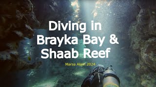 Diving in Brayka Bay and Shaab Reef  Marsa Alam Egypt 2024 Reefs Seahorse Turtle and Dolphins [upl. by Swaine754]