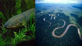 Electric Eels attack Animals of Amazon  Most Amazing Animal Attacks  Electric Eel [upl. by Kaliope555]