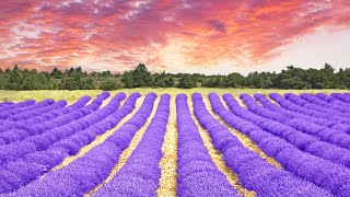 Lavender Farm Tour amp Wedding Venue in Texas 2020 [upl. by Aikem]