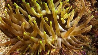 Condylactis Anemone Facts You Wont Believe [upl. by Aninotna]