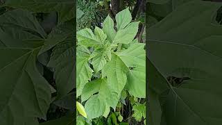 Cómo darle a nuestros conejos la planta de tithonia o botón de oro conejo crianzadeconejos [upl. by Hannaj32]