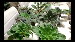 100Tested MethodEverything About Watering And Overwatering African Violets [upl. by Fritts]