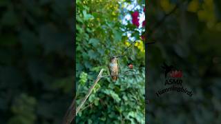 Tiny chirper ✨ asmr hummingbirds allenshummingbird [upl. by Cheatham328]