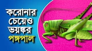 পঙ্গপালের হানা  ভারত তৈরী তো । ভারতের কতটা ক্ষতি হতে পারে [upl. by Ettesoj]