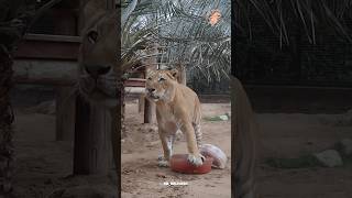 Intense Ligers fight at Famepark🐯 ligersfight dubaizoo [upl. by Hecker]