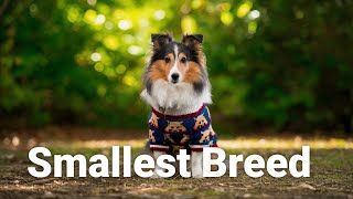 Shetland Sheepdogs The Smallest Smartest amp Most Stylish [upl. by Eimor]