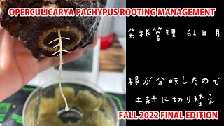 OPERCULICARYA PACHYPUS ROOTING MANAGEMENT FALL 2022 FINAL EDITION [upl. by Hildegaard761]