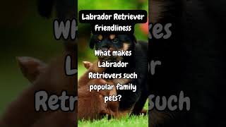 Labrador Retriever Friendliness shorts [upl. by Lynn]