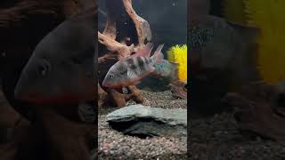 The 75 Gallon American Cichlid Tank [upl. by Bolitho]