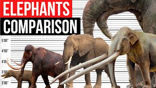 Elephants Size Comparison  Biggest Elephants [upl. by Kial]