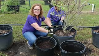 Growing Blueberries in Containers [upl. by Giralda25]