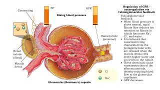 Regulation of GFR autoregulation via myogenic mechanism Myogenic mechanism [upl. by Robinetta]