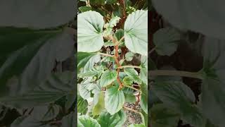 Plants shortvideo [upl. by Andersen]