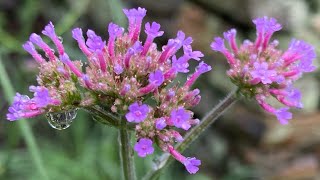 Growing Verbena Bonariensis [upl. by Akenn]