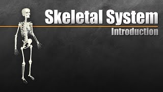 Introduction to the Skeletal System In 7 Minutes [upl. by Lilllie]