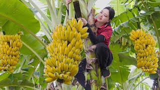 Harvesting Banana  Lychee Fruit Go to the market to sell Lucia Daily Life [upl. by Yaker]