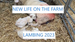 Lambing 2023  New life on the farm [upl. by Keever822]