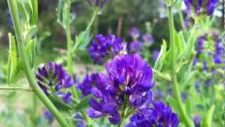 Alfalfa Medicago Sativa  Luzerne  20120616 [upl. by Ocko639]