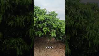 For Litchi shoot control use ethephon  paclobutrazol 荔枝控梢的配方，打乙烯利多效唑磷酸二氫鉀 [upl. by Sharma405]