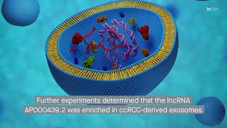 Clear cell renal cell carcinoma The exosomal lncRNA AP0004392 induces M2 macrophage polarization [upl. by Htebasyle]