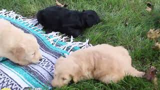 Goldendoodle Puppies For Sale [upl. by Tereve]