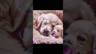 doglover dog maa love cutebaby [upl. by Gnem]