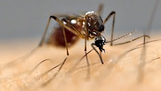 Why Mosquitoes Bite Some People More Than Others [upl. by Noraed845]