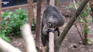 Trio of saki monkeys arrive at London Zoo [upl. by Ez]