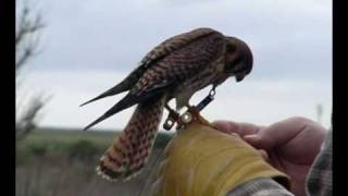 Lure Flying Female American Kestrel Falconry [upl. by Cruce489]