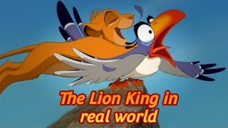 The Lion King in Real World  Simba amp Zazu [upl. by Libenson937]