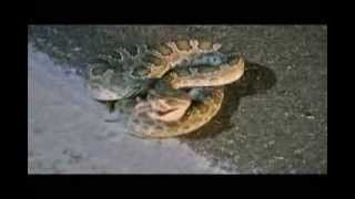 RATTLESNAKE eats RAT in WILD [upl. by Tega]