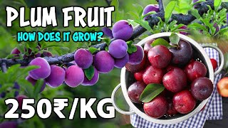 Plum Fruit Farming  How to grow Plum tree from Seed [upl. by Attenhoj]