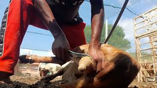 indigenous goat ram castration goatsmeat goatfarming goat [upl. by Ellehcar]