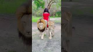 My First Time Walking with Lions in Dakar Senegal A Thrilling Experience [upl. by Solahcin]