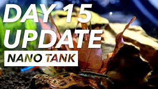 Day 15 Update  Nano Tank  Srihari Kulkarni [upl. by Lavery]