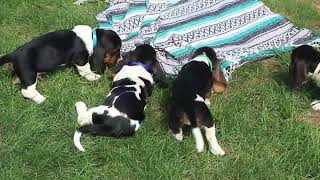 Basset Hound Puppies For Sale [upl. by Imerej]