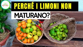 Perchè I LIMONI NON MATURANO [upl. by Atsedom19]